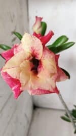 Planta Dobrada 2877 – 45cm – 03 anos - Imagem 4