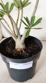 Planta Dobrada 2877 – 45cm – 03 anos - Imagem 7