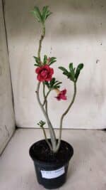 Planta Dobrada 2878 – 30cm – 02 anos - Imagem 2