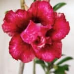 Planta Dobrada 2878 – 30cm – 02 anos