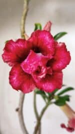 Planta Dobrada 2878 – 30cm – 02 anos