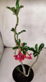 Planta Dobrada 2878 – 30cm – 02 anos - Imagem 4