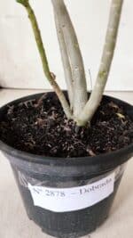 Planta Dobrada 2878 – 30cm – 02 anos - Imagem 7