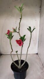 Planta Dobrada 2878 – 30cm – 02 anos - Imagem 6