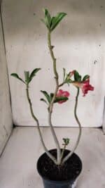 Planta Dobrada 2878 – 30cm – 02 anos - Imagem 5