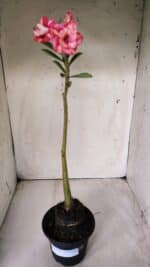 Planta Dobrada 2879 – 30cm – 02 anos - Imagem 2