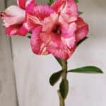 Planta Dobrada 2879 – 30cm – 02 anos