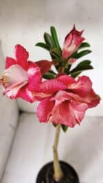 Planta Dobrada 2879 – 30cm – 02 anos - Imagem 4