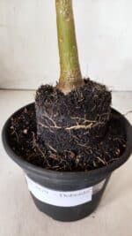 Planta Dobrada 2879 – 30cm – 02 anos - Imagem 5