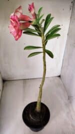 Planta Dobrada 2879 – 30cm – 02 anos - Imagem 6