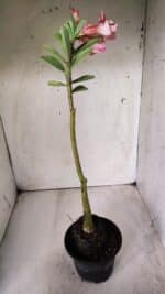 Planta Dobrada 2879 – 30cm – 02 anos - Imagem 7