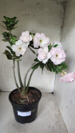 Planta Dobrada 2880 – 40cm – 03 anos - Imagem 2