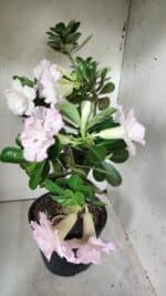 Planta Dobrada 2880 – 40cm – 03 anos - Imagem 7