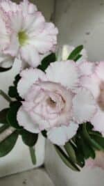 Planta Dobrada 2880 – 40cm – 03 anos - Imagem 3