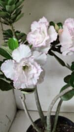 Planta Dobrada 2880 – 40cm – 03 anos - Imagem 11