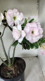 Planta Dobrada 2880 – 40cm – 03 anos - Imagem 4