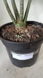 Planta Dobrada 2880 – 40cm – 03 anos - Imagem 10