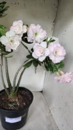 Planta Dobrada 2880 – 40cm – 03 anos - Imagem 5