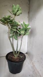 Planta Dobrada 2880 – 40cm – 03 anos - Imagem 9