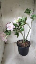 Planta Dobrada 2880 – 40cm – 03 anos - Imagem 8