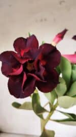 Planta Dobrada 2881 – 30cm – 02 anos - Imagem 6