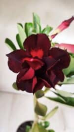 Planta Dobrada 2881 – 30cm – 02 anos - Imagem 4