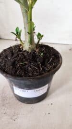 Planta Dobrada 2881 – 30cm – 02 anos - Imagem 8