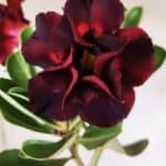 Planta Dobrada 2881 – 30cm – 02 anos