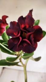 Planta Dobrada 2881 – 30cm – 02 anos