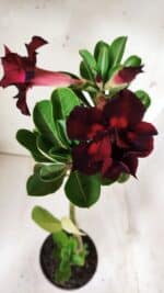 Planta Dobrada 2881 – 30cm – 02 anos - Imagem 7