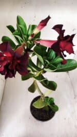 Planta Dobrada 2881 – 30cm – 02 anos - Imagem 5