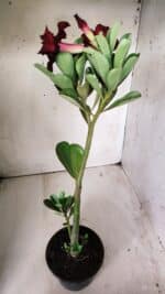 Planta Dobrada 2881 – 30cm – 02 anos - Imagem 9