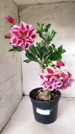 Planta Dobrada 2882 – 40cm – 03 anos - Imagem 2