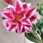 Planta Dobrada 2882 – 40cm – 03 anos