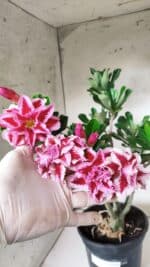 Planta Dobrada 2882 – 40cm – 03 anos - Imagem 4