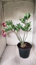 Planta Dobrada 2882 – 40cm – 03 anos - Imagem 5