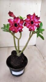 Planta Dobrada 2883 – 30cm – 02 anos - Imagem 2