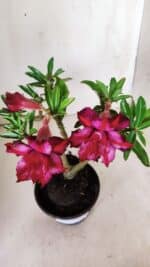 Planta Dobrada 2883 – 30cm – 02 anos - Imagem 4