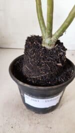 Planta Dobrada 2883 – 30cm – 02 anos - Imagem 7