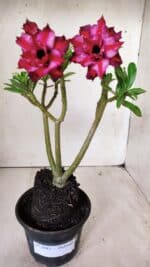 Planta Dobrada 2883 – 30cm – 02 anos - Imagem 5