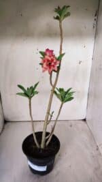 Planta Dobrada 2884 – 30cm – 02 anos - Imagem 2