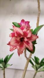 Planta Dobrada 2884 – 30cm – 02 anos