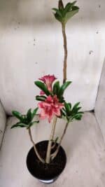 Planta Dobrada 2884 – 30cm – 02 anos - Imagem 4