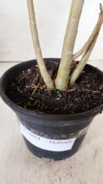 Planta Dobrada 2884 – 30cm – 02 anos - Imagem 6