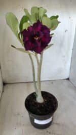 Planta Dobrada 2885 – 30cm – 02 anos - Imagem 2