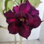 Planta Dobrada 2885 – 30cm – 02 anos