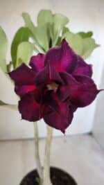 Planta Dobrada 2885 – 30cm – 02 anos