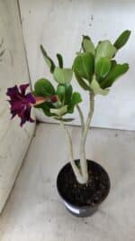 Planta Dobrada 2885 – 30cm – 02 anos - Imagem 6