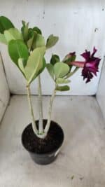 Planta Dobrada 2885 – 30cm – 02 anos - Imagem 5