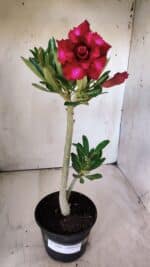 Planta Dobrada 2886 – 30cm – 02 anos - Imagem 2